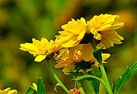 Brighterblooms.com has been visited by 10k+ users in the past month Coreopsis Plant How To Grow And Care Coreopsis Growing Tickseed