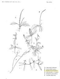 Image result for Nothosaerva