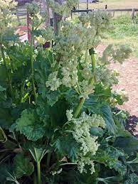 Rhubarb Bolting - How To Keep Rhubarb From Going To Seed