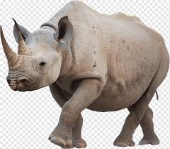 El secreto del éxito es cargar. El Rinoceronte Que Avanza Rinoceronte Objeto Material Animal Png Pngwing