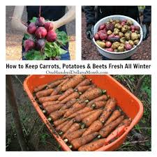 Check spelling or type a new query. How To Keep Carrots Potatoes And Beets Fresh All Winter One Hundred Dollars A Month Food Garden Winter Vegetables Fruits And Veggies