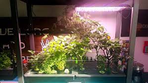 Dolly i used in the video. Aerogarden Farm Plus Garden 3 Week 11 Update Disabled Kitchen And Garden