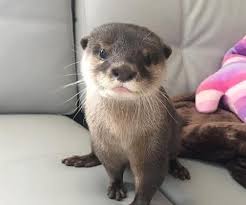 Find or rehome a dog, cat, bird, horse and more on kijiji: Majestic Exotics Catter Asian Small Clawed Otters For Sale