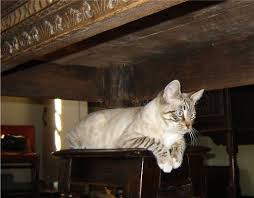 Pippin Hiding Under The Dutch Table Feline Cats Animals