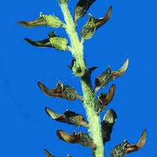 Image result for Micrargeriella