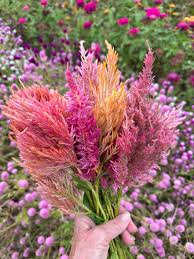 Image result for Celosia