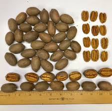 Her breasts, and her ass. Varieties Easterlin Pecan Company