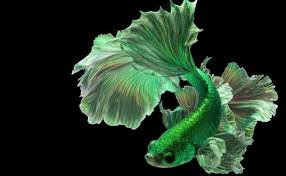 Maybe you would like to learn more about one of these? 13 Jenis Ikan Hias Air Tawar Yang Mudah Dipelihara Untuk Pemula