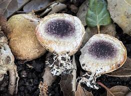 Image result for Scleroderma sp.