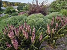 Image result for Eucomis