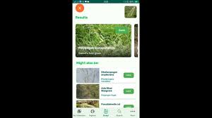 Image result for Diheteropogon amplectens