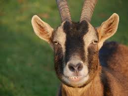 Image result for goat