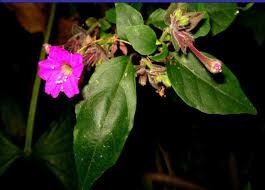 Image result for Crateva eminens