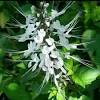Amalkan setiap hari amalkan meminum air buah mahkota dewa ini setiap hari, insya allah, anda akan dapat melihat sendiri perubahan pada diri anda, antara beberapa perubanah yang akan berlaku pada diri anda. Https Encrypted Tbn0 Gstatic Com Images Q Tbn And9gcr71oygc3mh52ref0pfolje 9kzjpwltbg9spj96qfqlphvybbc Usqp Cau