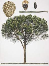 Pinus Pinea Especies De Arboles Plantacion De Arboles Plantillas Para Dibujar