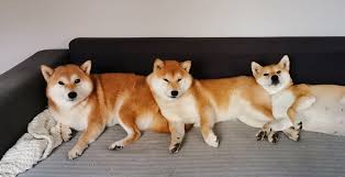 ɕiba inɯ) is a breed of hunting dog from japan. Shiba Inu Gonankaiho Home Facebook