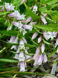 Image result for Gentiana asclepiadea alba