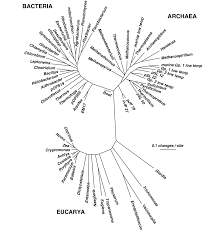 Bacteria Archaea Eucarya Dieren