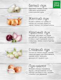 Гіркий лук, горе лукове) — популярний український російськомовний блогер. Sladkij Ili Ostryj Kak Vybrat Pravilnyj Luk Dlya Vashih Lyubimyh Blyud Dachnaya Kuhnya Ogorod Ru