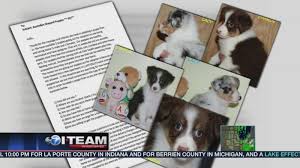 Find australian shepherd puppies for sale. Puppy Scam Targets Pet Lovers Abc7 Chicago