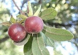 Image result for Diospyros lycioides