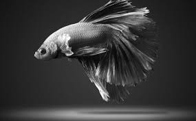 These realistic fighter fish can be customized as gifts. Pictures Of Japanese Fighting Fish Vang Bettas