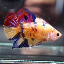 Live Betta Fish Huge Fancy Candy Nemo Galaxy Koi Halfmoon Plakat Hmpk Male 107 Betta Live Fish For Sale Betta Fish