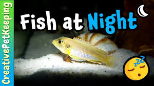 Platy Fish 101: Complete Detailed Care Guide | 2024 Updated