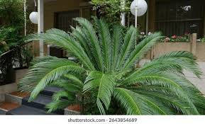 Image result for Encephalartos aplanatus