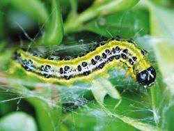 Blog Des Pepinieres Cote Sud Des Landes Pyrale Du Buis Buis Jardins