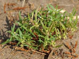 Image result for Oldenlandia capensis
