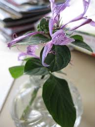 Image result for Hypoestes aristata
