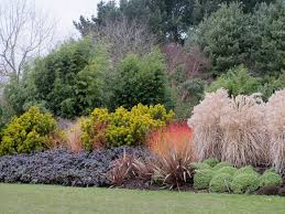 Photo Of Design Combinations Shrubs Conifers Grasses Bamboo Planting In Border At Hilliers Hampshire In Winter Winter Shrubs Conifer Plants Bamboo Plants
