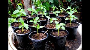 Wait for your peppers to mature. How To Grow Bell Pepper From Seed To Seedling Youtube