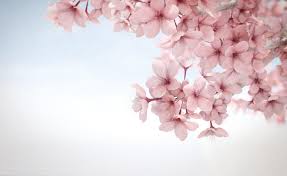 Sakura Wallpaper High Resolution Flower Wallpaper Sakura Flower Hd Cute Wallpapers