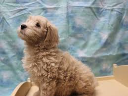 In 2010, a goldendoodle puppy named chloe came into our lives. Visit Our Mini Goldendoodle Puppies For Sale Near Franklin Wisconsin