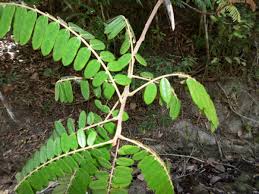 Image result for Cnestis