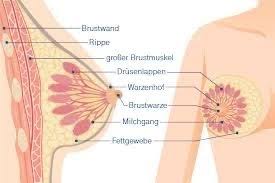 Du willst mehr über das thema weibliche geschlechtsorgane lernen? Weibliche Geschlechtsorgane Klasse 8 Frontansicht Ausmalbilder Sexualkunde Die Klassenzimmer Waren Klein In Jeder Klasse Gab Es Etwa Sechszehn Schuler Livewithcaffineallergy