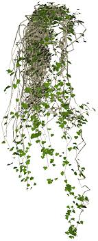 Here you can explore hq vine transparent illustrations, icons and clipart with filter setting like size, type, color etc. Vines Png Vines Transparent Background Freeiconspng