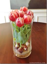 Tulip bulbs are planted in the autumn before the ground freezes. How To Force Tulip Bulbs In Water Sand And Sisal