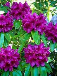 Purple Rhododendron Edith Bosley Flower Landscape Flower Garden Design Flowers