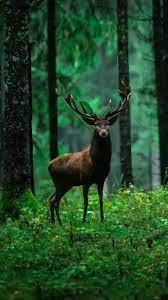 Best Hd Wallpapers Of Nature Nature Is Always Beyond Our Thinking Pinterest