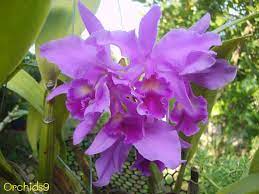 Orchids Flowers Pictures Bulbophyllum Vanda Cattleya Cymbidium Phalaenopsis Dendrobium Culture Care Cattleya Blue Orchid Flower Cattleya Orchid Orchid Flower