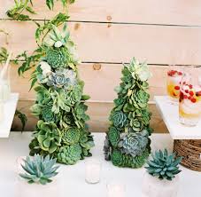 Diy Holiday Gift Plant Projects The Garden Glove Christmas Plants Christmas Plants Gifts California Christmas