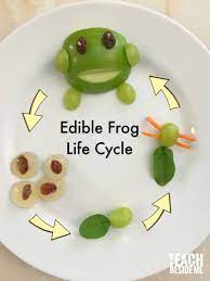 Edible Frog Life Cycle Snack Frogs Preschool Frog Theme Preschool Frog Activities
