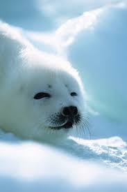 100 Baby Harp Seal Ideas Baby Harp Seal Harp Seal Baby Seal