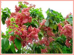 Eye Catchy Salmon Pink Bracts Of Mussaenda Philippica Dona Luz 1 3 Salmon Pink Flowers Plants