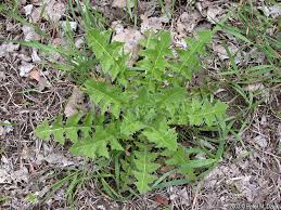 Image result for Sisymbrium burchellii