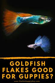 Guppy Feeding Guide In 2020 Guppy Goldfish Fish Care