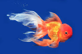Jun 27, 2021 · the weight of a goldfish depends on the variety of goldfish and its age. What Are The Smallest Types Of Goldfish Fish Tank Master